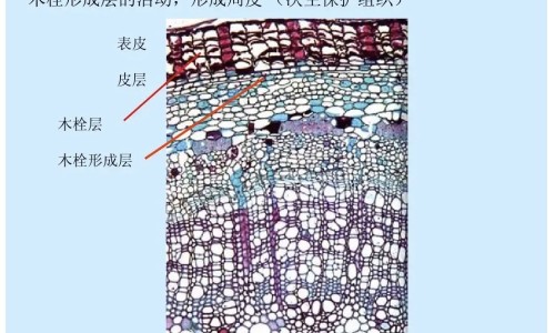 什么中药一起泡酒补阴阳两虚吗网 - 泡酒阴阳双补肾的药酒配方大全,用什中药泡酒可以滋阴补阳